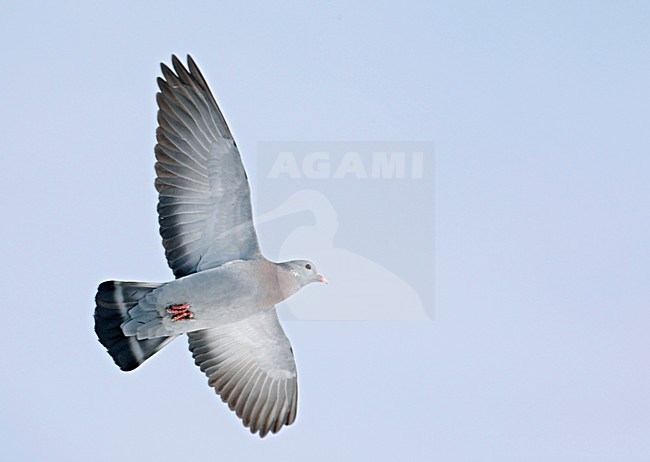 Holenduif in vlucht; Stock Dove in flight stock-image by Agami/Markus Varesvuo,