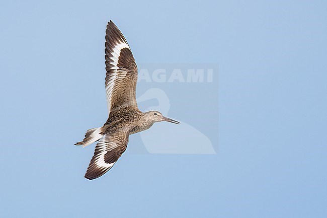 Adult breeding
Galveston Co., TX
May 2023 stock-image by Agami/Brian E Small,