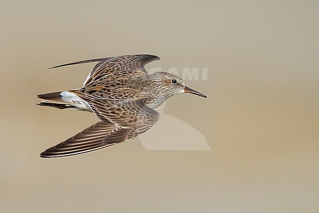 Adult breeding
Galveston Co., TX
May 2023 stock-image by Agami/Brian E Small,