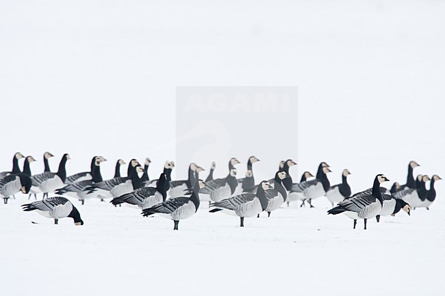 Groep Brandganzen in de sneeuw; Group of Barnacle Geese in snow stock-image by Agami/Menno van Duijn,