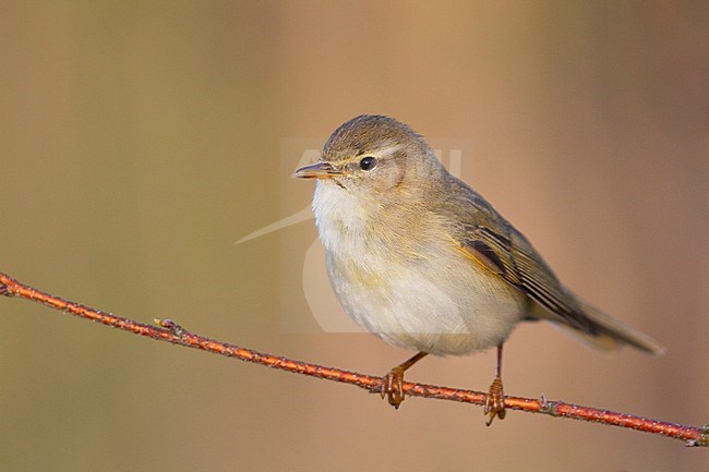 Willow Warbler - Fitis - Phylloscopus trochilus ssp. trochilus, Germany stock-image by Agami/Ralph Martin,
