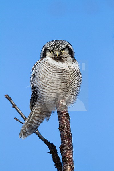 Northern Hawk Owl - Sperbereule - Surnia ulula ulula, Norway, adult stock-image by Agami/Ralph Martin,
