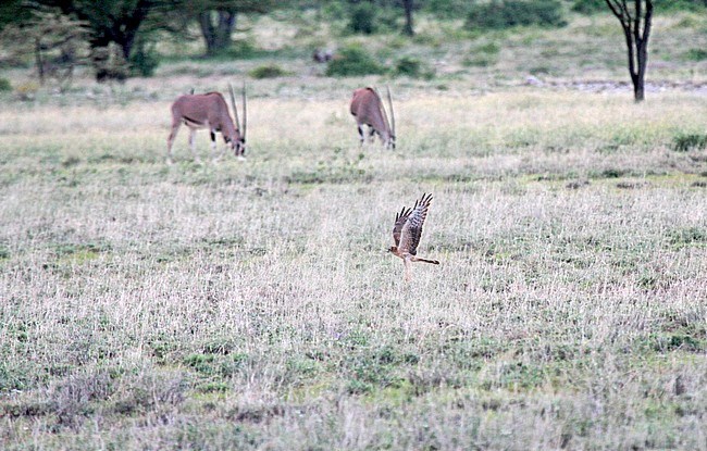 Montagu's Harrier (Circus pygargus) wintering in Africa (Kenia). stock-image by Agami/Pete Morris,