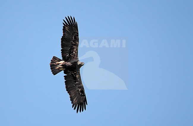 Eastern Imperial Eagle in flight at Zemplen Mountians near Budapest, Hungary. Seen from below, against a blue sky. stock-image by Agami/Helge Sorensen,