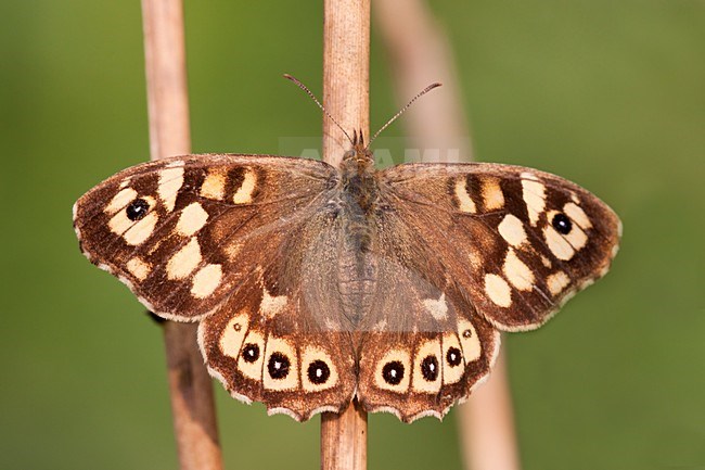 Bont zandoogje; Speckled Wood stock-image by Agami/Theo Douma,