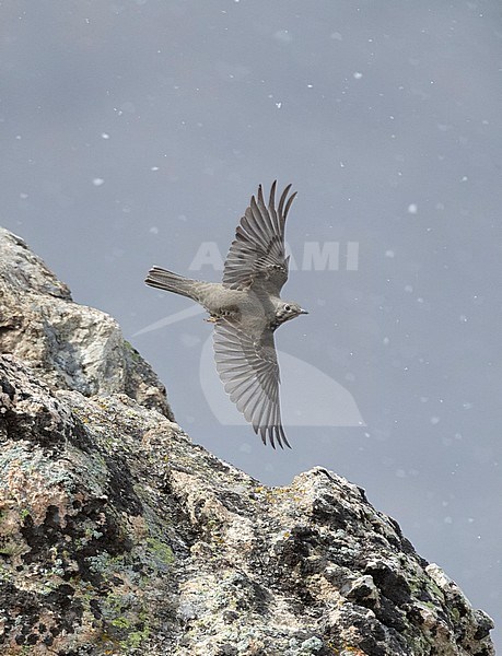 Mistle Thrush (Turdus viscivorus) flying away from a rock in the Balkan mountains, Bulgaria. stock-image by Agami/Marc Guyt,