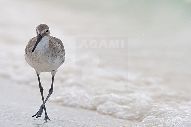 Willet in de branding, Willet at breakers stock-image by Agami/Wil Leurs,