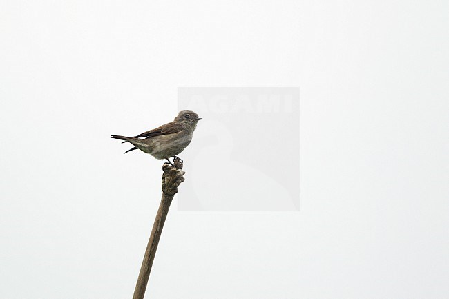 Dark-sided Flycatcher (Muscicapa sibirica), perched in Kaeng Krachan National Park, Thailand stock-image by Agami/Helge Sorensen,