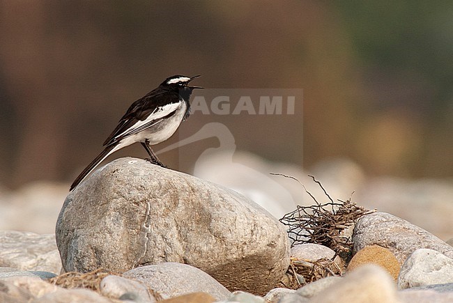 Singing male White-browed Wagtail (Motacilla maderaspatensis) perched on a boulder in a stony riverbed. stock-image by Agami/Marc Guyt,