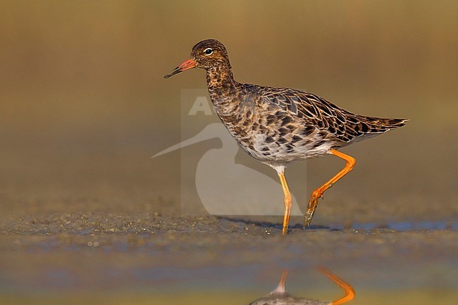 Ruff (Philomachus pugnax) in Italy. stock-image by Agami/Daniele Occhiato,