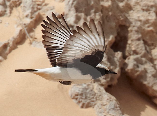 Male Mourning Wheatear (Oenanthe lugens) in Israel. stock-image by Agami/Tomi Muukkonen,