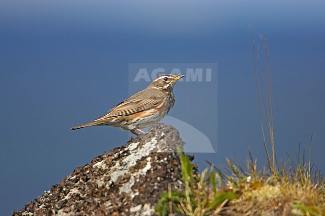 Koperwiek in zit; Redwing perched stock-image by Agami/Markus Varesvuo,