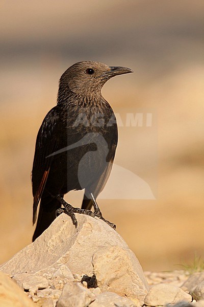 Tristram's starling (Onychognathus tristramii) in the northern Negev desert of Israel during spring migration. stock-image by Agami/Dubi Shapiro,