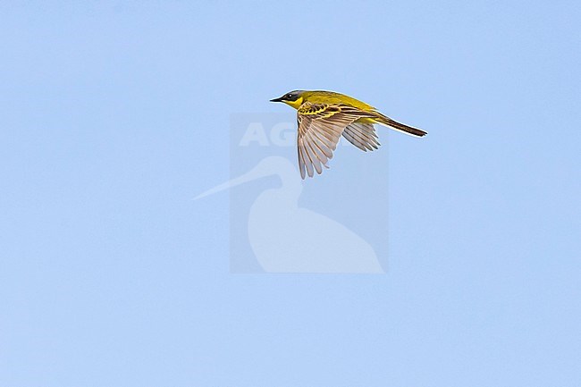 Adult male Eastern Yellow Wagtail (Motacilla tschutschensis macronyx) in Mongolia. stock-image by Agami/Mathias Putze,