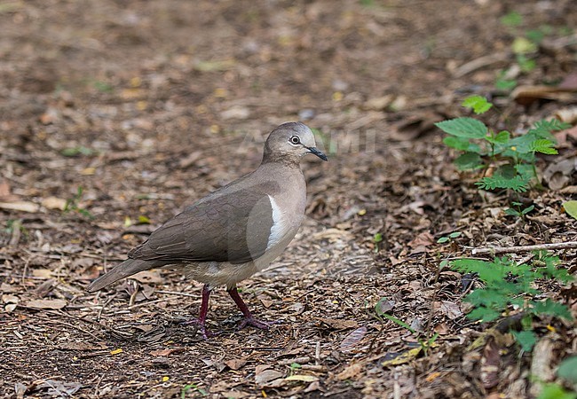 Critically Endangered Grenada Dove (Leptotila wellsi) walking on the ground in dry woodland ecosystem on the Caribbean island of Grenada. stock-image by Agami/Pete Morris,