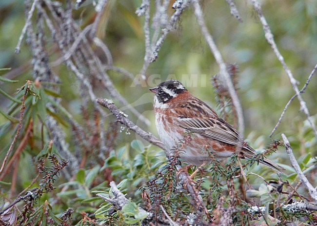 Volwassen mannetje Bosgors in zomerkleed; Adult summer male Rustic Bunting stock-image by Agami/Markus Varesvuo,