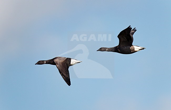 Paartje Rotganzen vliegend tegen blauwe lucht;Pair of Brent Geese flying against blue sky stock-image by Agami/Ran Schols,