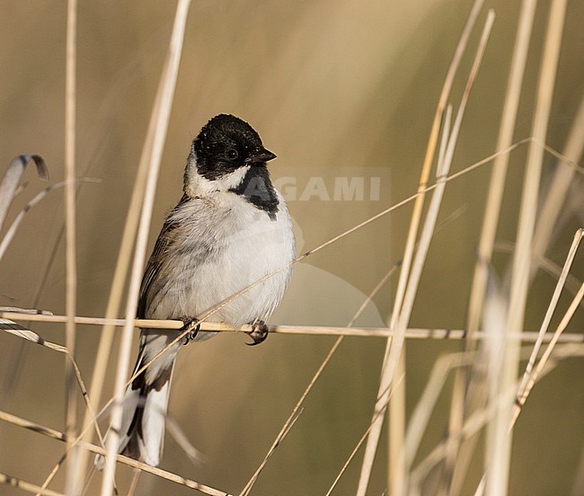 Pallas's Bunting - Pallasammer - Emberiza pallasi ssp. pallasi, adult male stock-image by Agami/Ralph Martin,