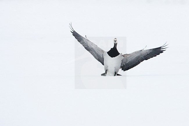 Brandgans land in de sneeuw; Barnacle Goose landing in snow stock-image by Agami/Menno van Duijn,