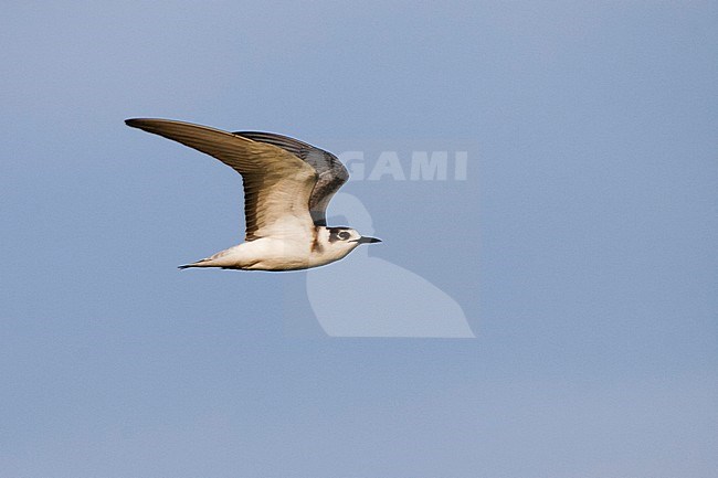 Zwarte Stern, Black Tern,  Chlidonias niger ssp. niger, Germany, 1st cy. stock-image by Agami/Ralph Martin,