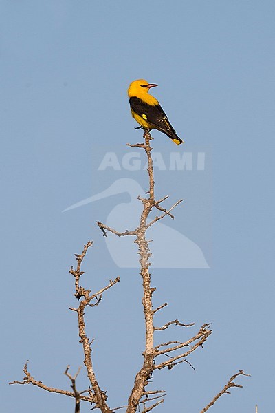 Golden Oriole - Pirol - Oriolus oriolus ssp. oriolus, Cyprus, adult male stock-image by Agami/Ralph Martin,