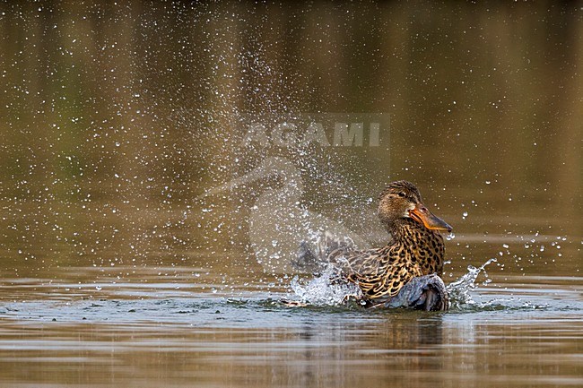 Mannetje Slobeend in vlucht; Northern Shoveler male in flight stock-image by Agami/Daniele Occhiato,