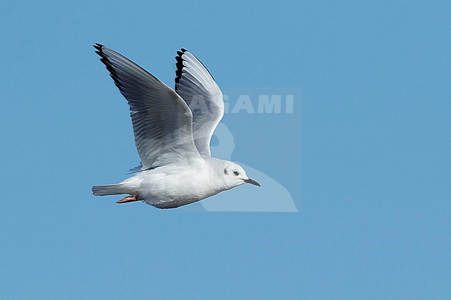 Adult Bonaparte's Gull (Chroicocephalus philadelphia) in non-breeding plumage at Cape May County, New Jersey, USA. Bird in flight against a blue background. stock-image by Agami/Brian E Small,
