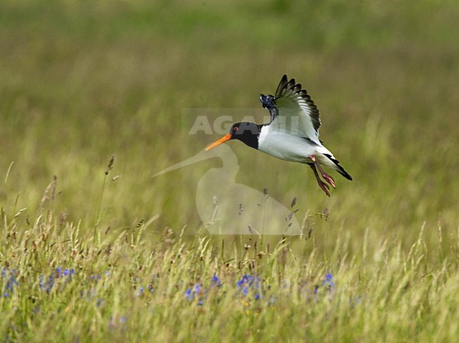 Eurasian Oystercatcher flying; Scholekster vliegend stock-image by Agami/Marc Guyt,