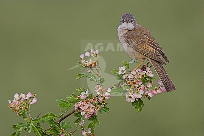 Grasmus in takje; Common Whitethroat on twig stock-image by Agami/Menno van Duijn,