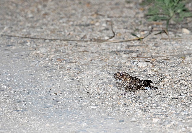 Anthony's Nightjar (Nyctidromus anthonyi) in northern Peru. Resting on the road at night. stock-image by Agami/Pete Morris,