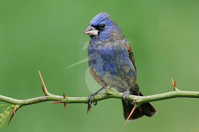 1st summer male
Galveston Co., TX
April 2005 stock-image by Agami/Brian E Small,