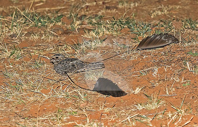 Displaying male Standard-winged Nightjar (Caprimulgus longipennis) in Cameroon. stock-image by Agami/Pete Morris,