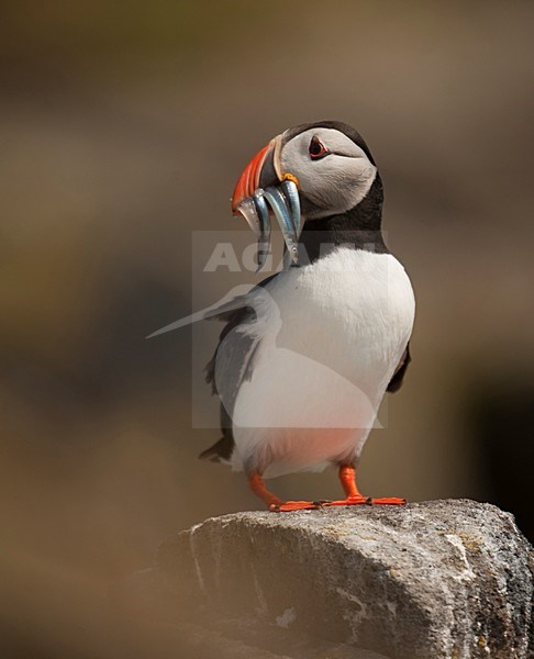 Papegaaiduiker zittend op rots met visjes; Atlantic Puffin perched on rock with fish stock-image by Agami/Han Bouwmeester,