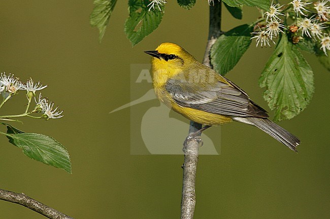 Volwassen mannetje Blauwvleugelzanger, Adult male Blue-winged Warbler stock-image by Agami/Brian E Small,