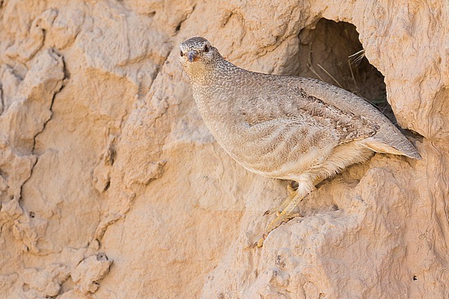 See-see Partridge, Ammoperdix griseogularis, Tajikistan, adult female. stock-image by Agami/Ralph Martin,