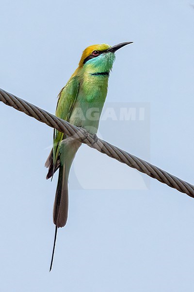 Green Bee-eater, Merops orientalis on a wire stock-image by Agami/Hans Germeraad,
