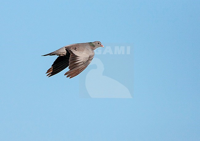 Flying Stock Dove (Columba oenas) in the Netherlands. stock-image by Agami/Marc Guyt,