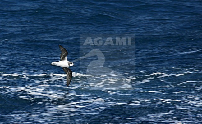 Donsstormvogel, Soft-plumaged Petrel, Pterodroma mollis stock-image by Agami/Marc Guyt,