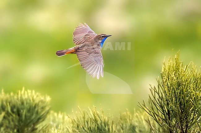 Male Iberian Bluethroat (Luscinia svecica azuricollis) in display flight in Spain. stock-image by Agami/Rafael Armada,