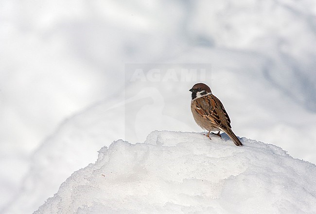 Wintering Eurasian tree sparrow (Passer montanus saturatus) in Japan. Perched on a heap of snow. stock-image by Agami/Marc Guyt,