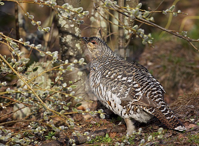 Vrouwtje Auerhoen op de grond; Female Western Capercaillie on the ground stock-image by Agami/Markus Varesvuo,
