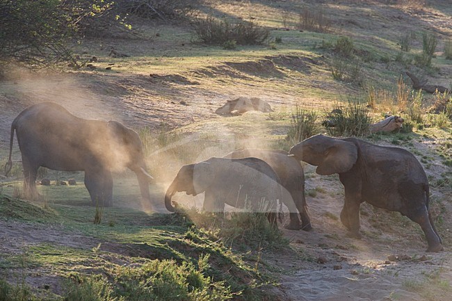 Afrikaanse Olifant in het Kruger Park; African Elephant at Kruger Park stock-image by Agami/Marc Guyt,