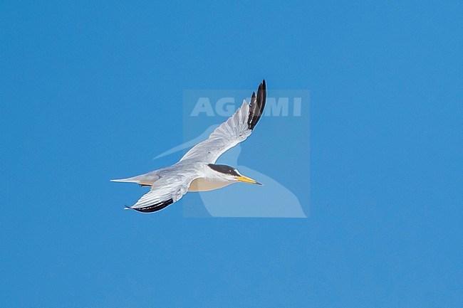 Adult Saunders's Tern Flying from sea to nest. Near Ras Sudr, the only colony for WP. stock-image by Agami/Vincent Legrand,