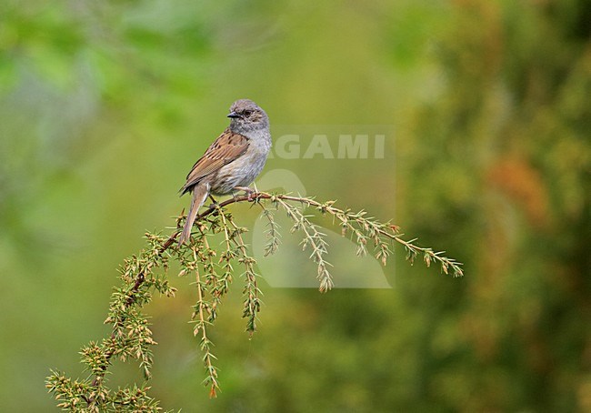 Heggenmus zittend in een takje; Dunnock perched on a twig stock-image by Agami/Markus Varesvuo,