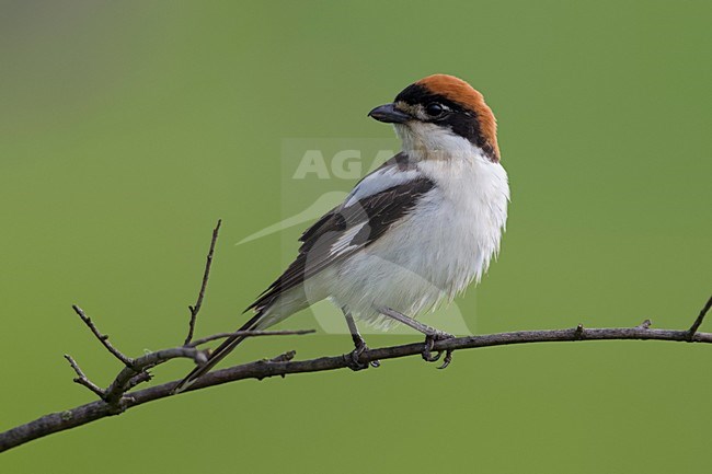 Mannetje Roodkopklauwier op tak; Woodchat Shrike male on a branch stock-image by Agami/Daniele Occhiato,