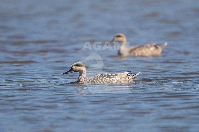 Marbled Duck (Marmaronetta angustirostris), couple swimming in a lake stock-image by Agami/Saverio Gatto,