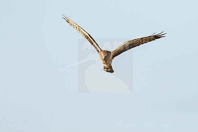 Female Pallid Harrier (Circus macrourus) hunting over Yotvata fields, Israel stock-image by Agami/Marc Guyt,