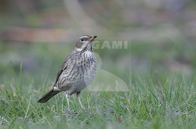 Black-throated Thrush, Turdus atrogularis, 2cy female at Nivå, Denmark stock-image by Agami/Helge Sorensen,