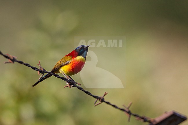 Male Green-tailed Sunbird (Aethopyga nipalensis) at Doi Inthanon, Thailand stock-image by Agami/Helge Sorensen,