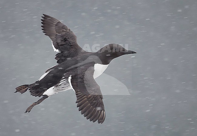 Guillemot (Uria aalge) Norway Vardö  March 2010 stock-image by Agami/Markus Varesvuo,